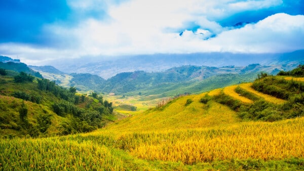 Rice terraces, Sapa, Vietnam