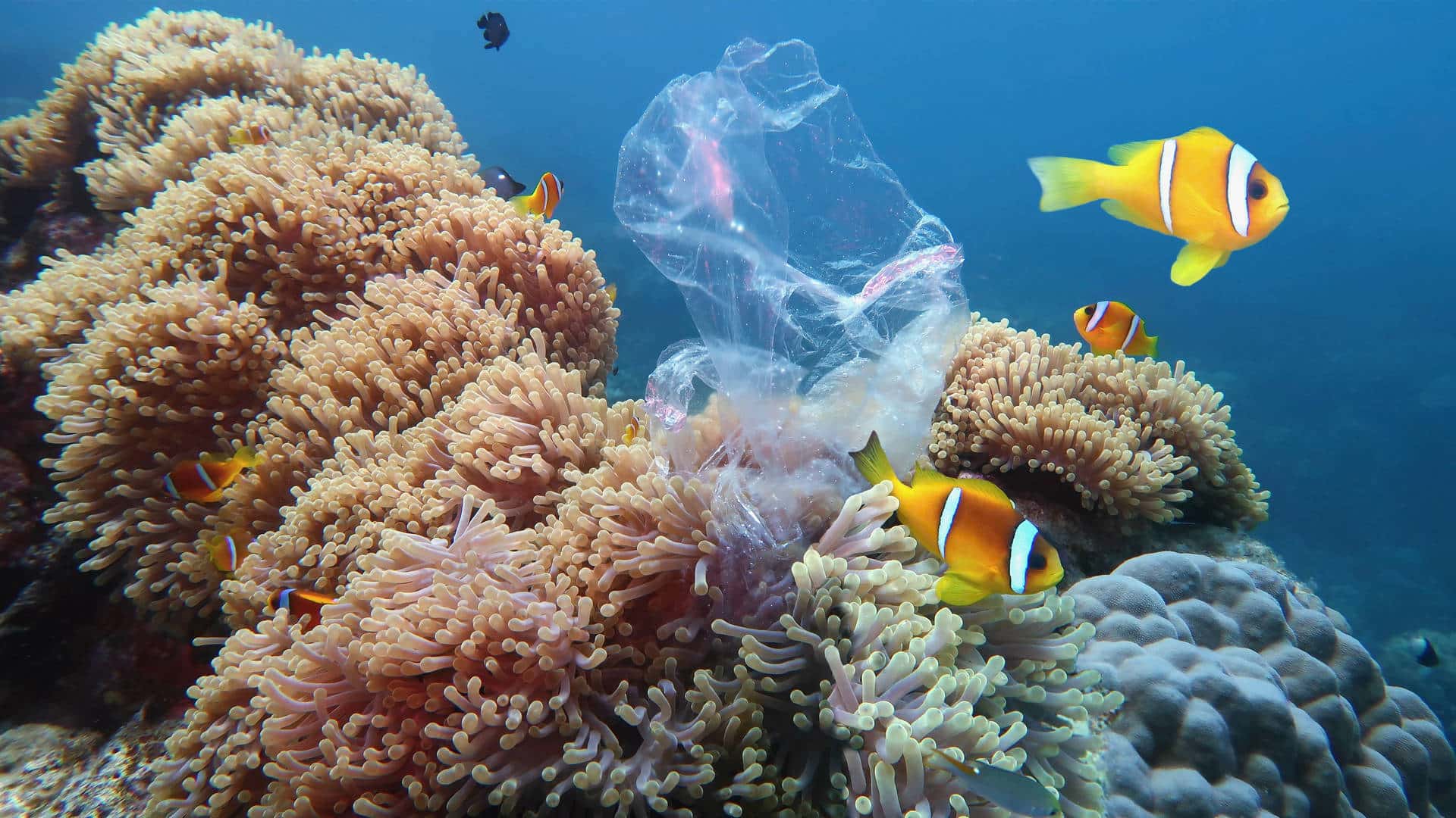 Why we should care about single-use plastic