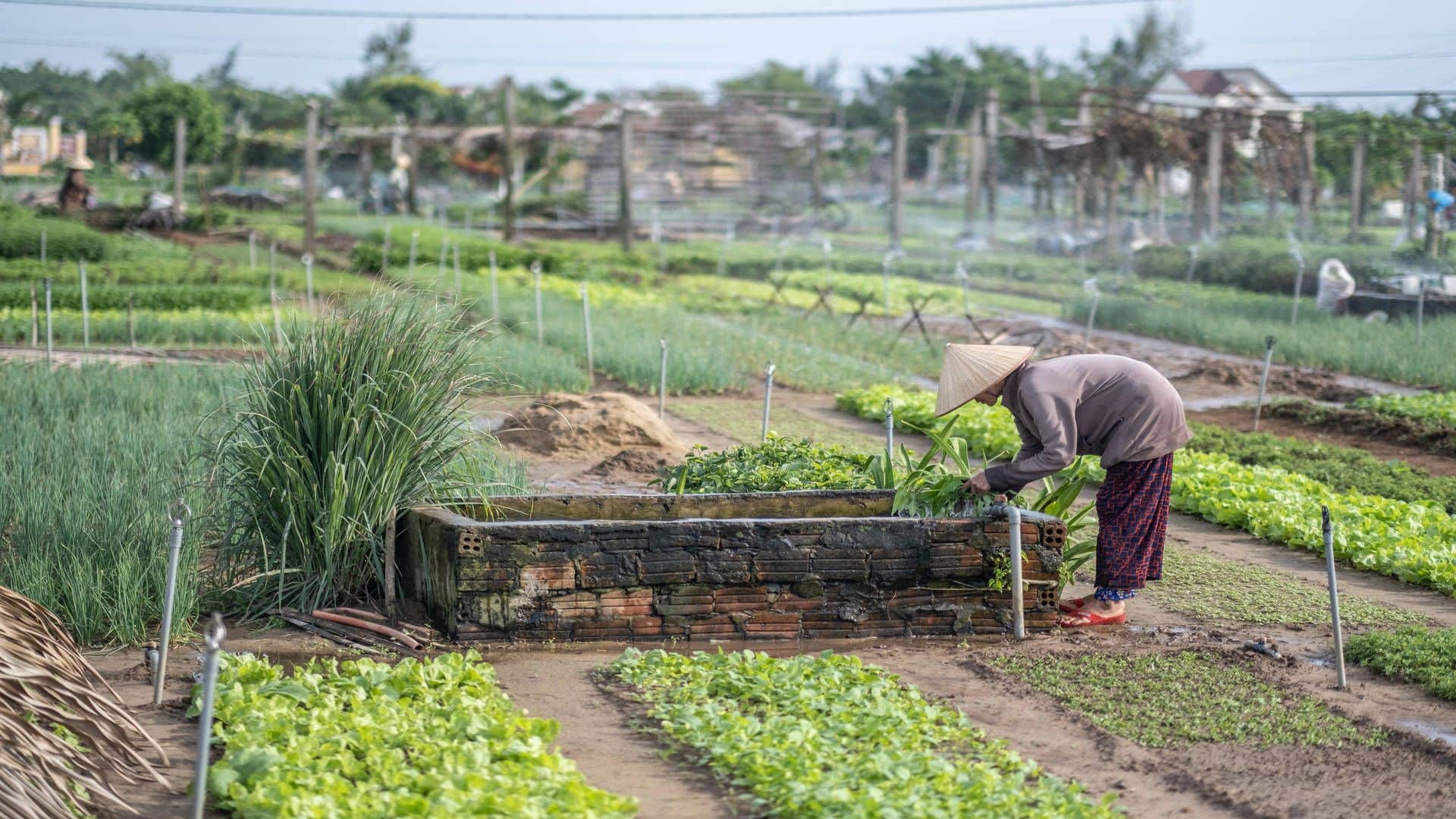 A day in Tra Que The oldest vegetable village in Vietnam Bookaway