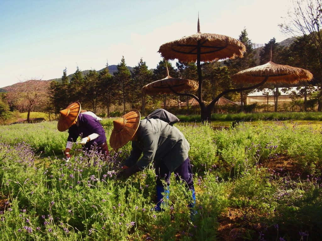 Lahu people picking lavendar, Chiang Mai, Thailand