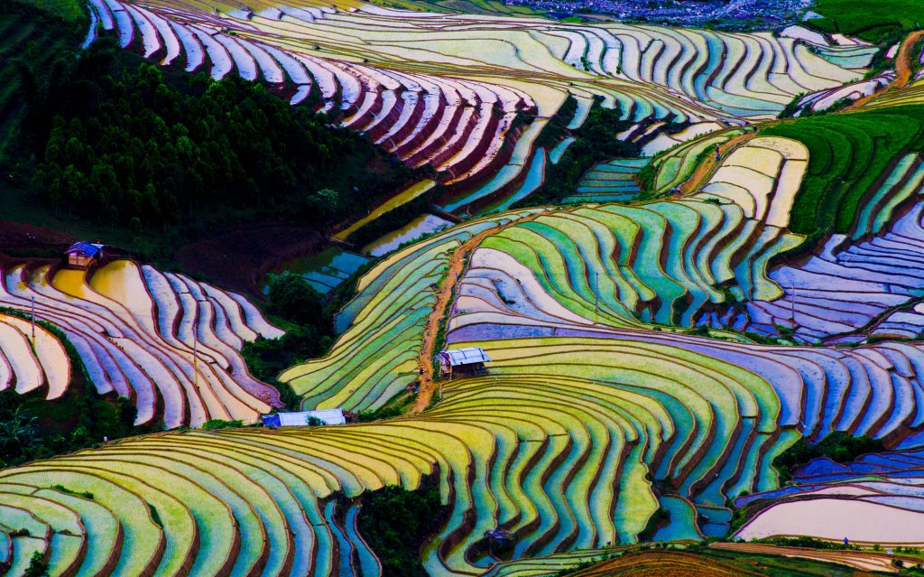 Colorful terraced rice fields, Sapa