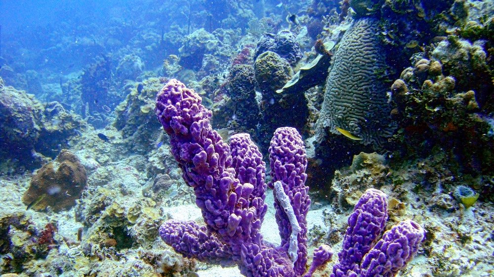 Coral near Isla Grande