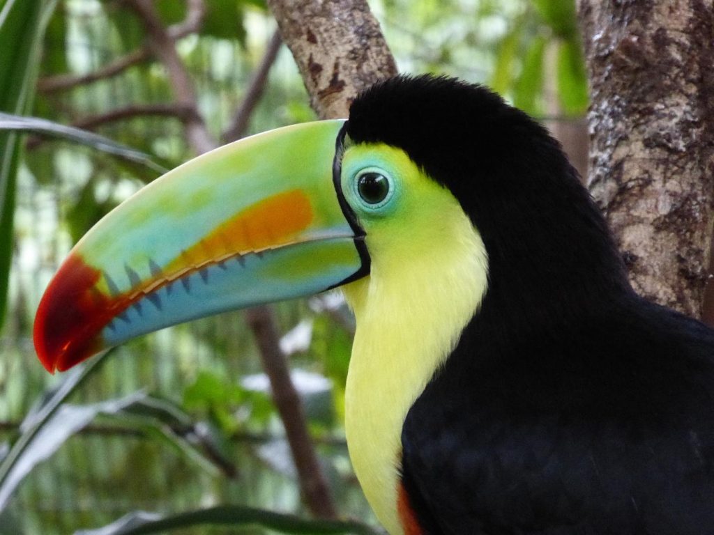 rainbow billed toucan