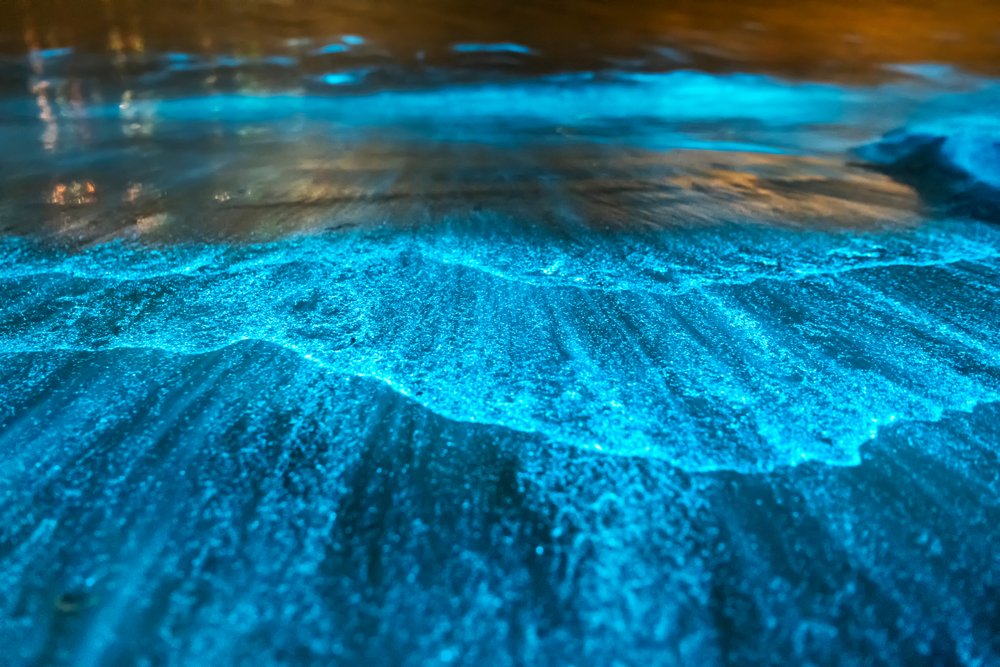 bioluminescence in the ocean