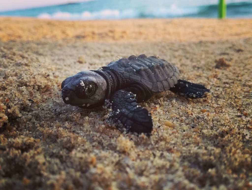 baby turtle in the sand