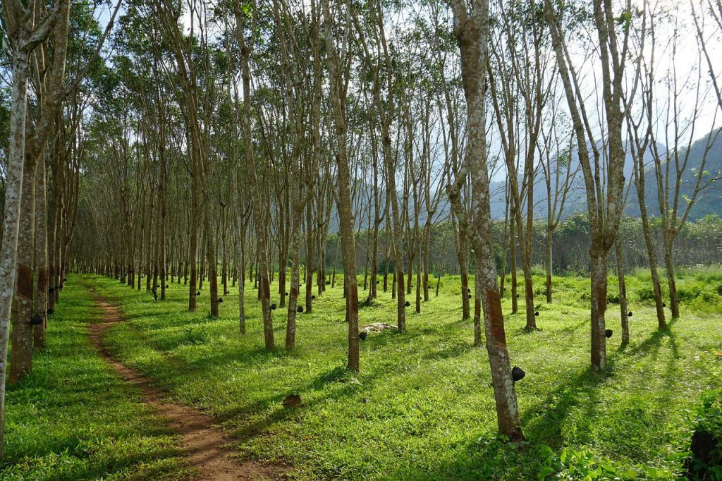 Rubber trees in Thailand