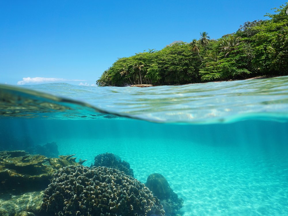 coral underwater in Limon Costa Rica