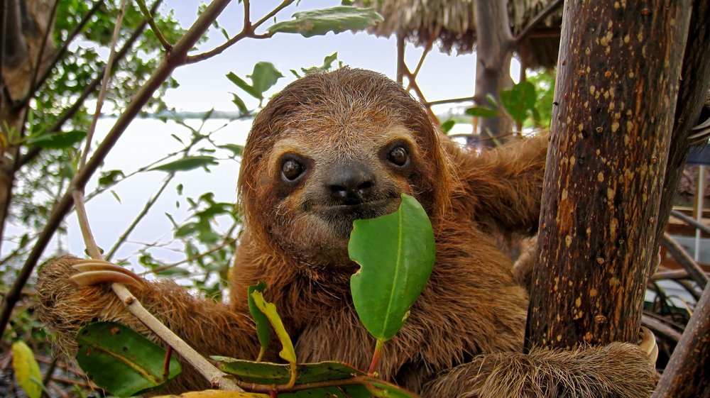 sloth eating a leaf