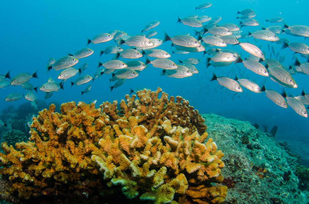 silver fish and brown coral