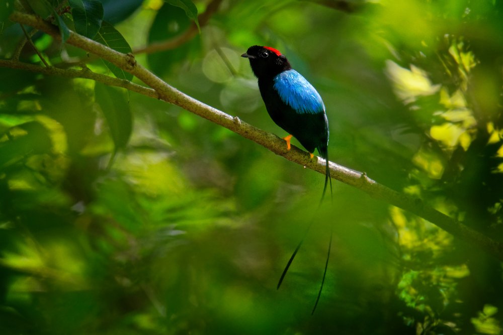 blue, black and red bird
