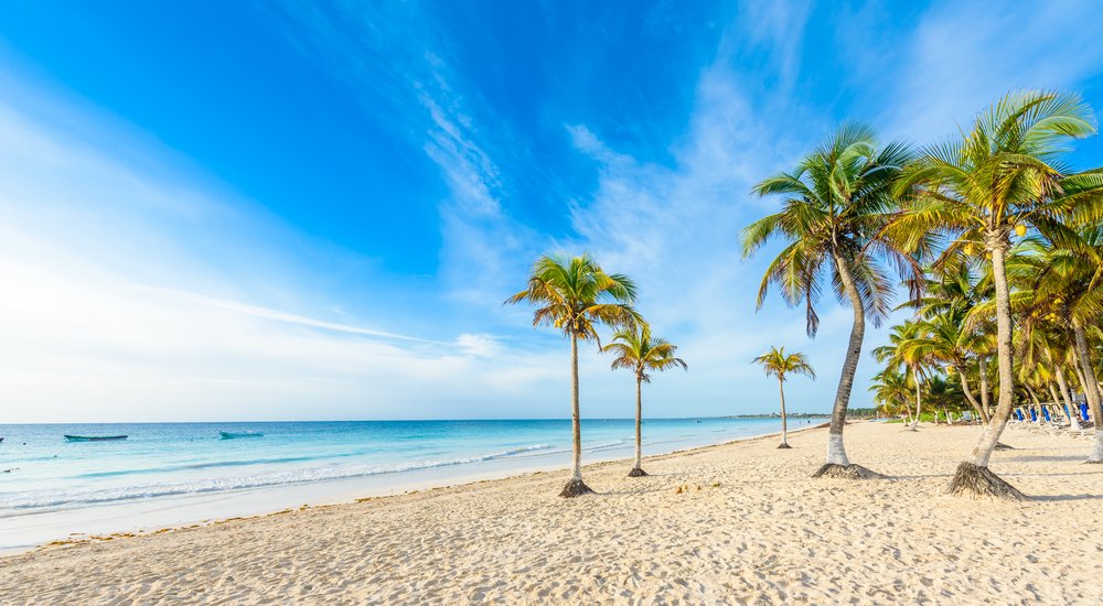 palms on Playa Paraiso, Mexico