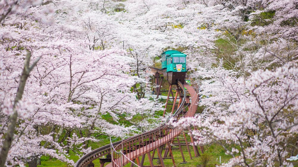 aqua tram coming through the cherry blossoms in Japan