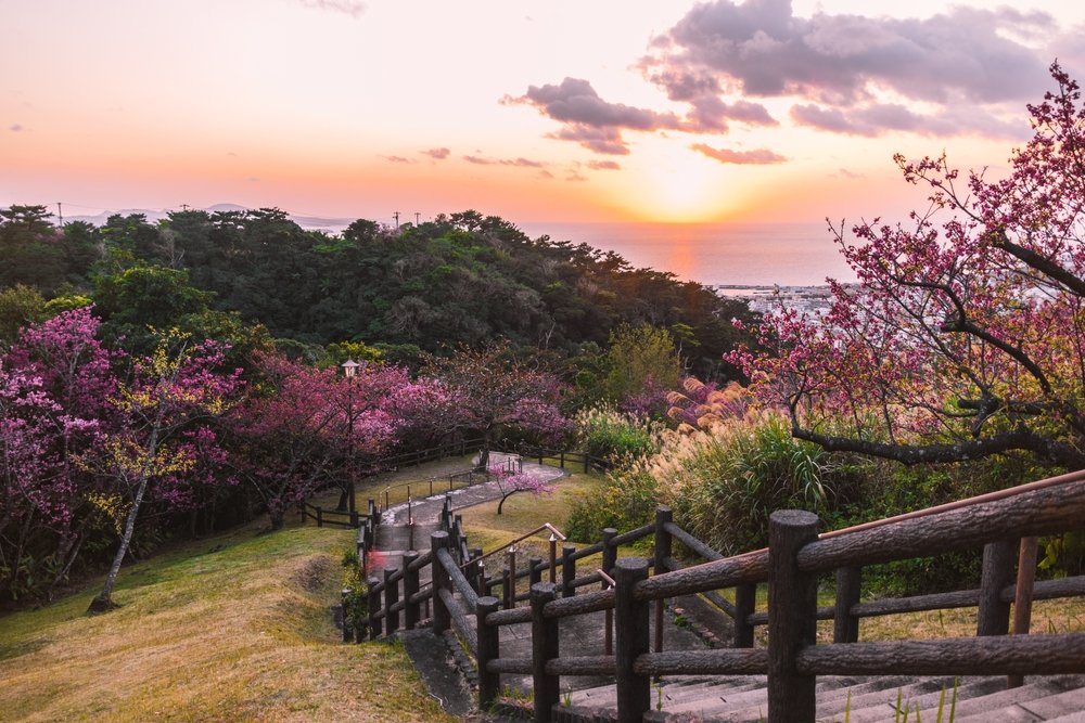 Okinawa during cherry blossom season in Japan
