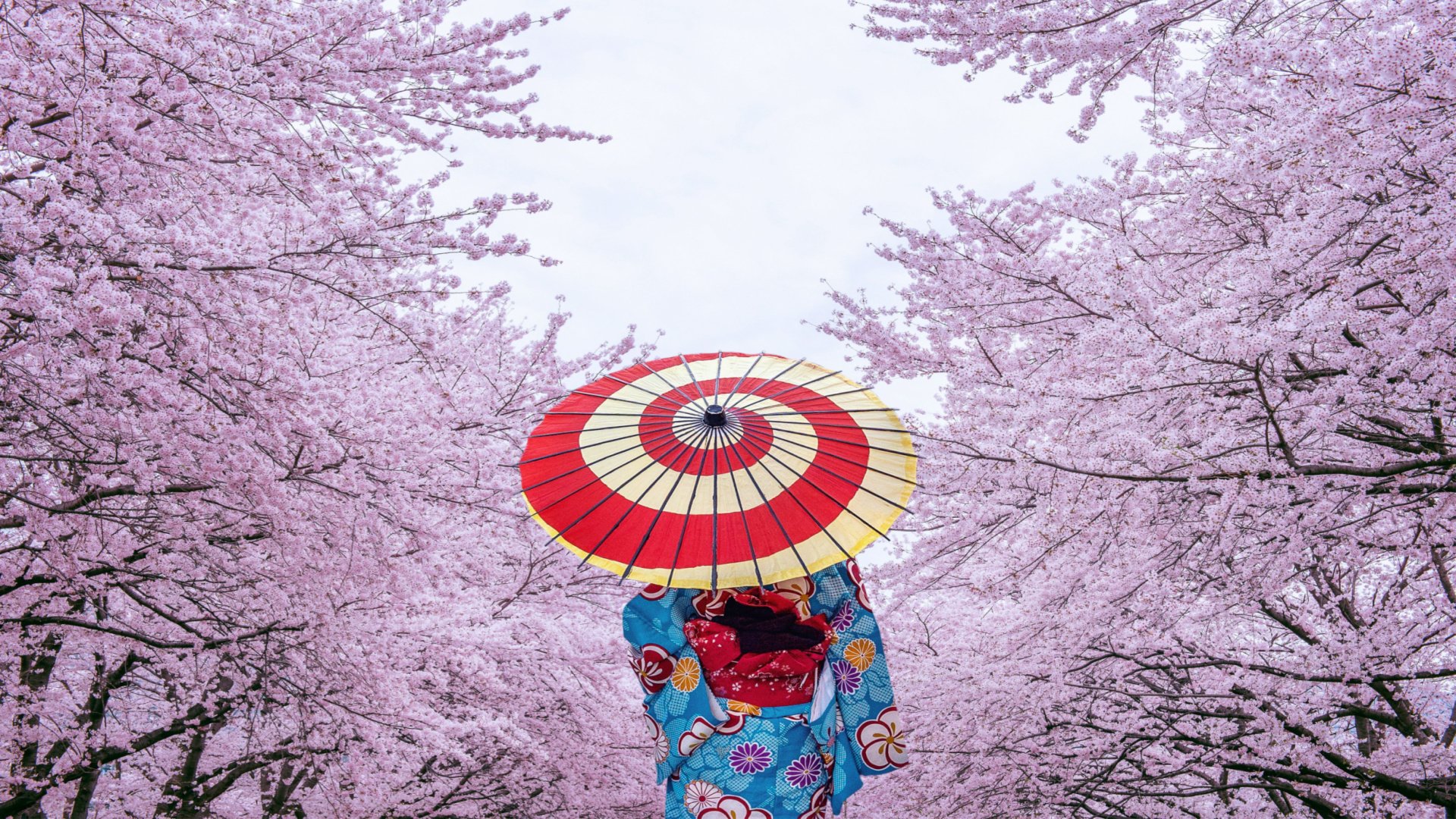 Guide to the Iconic Cherry Blossom Season in Japan