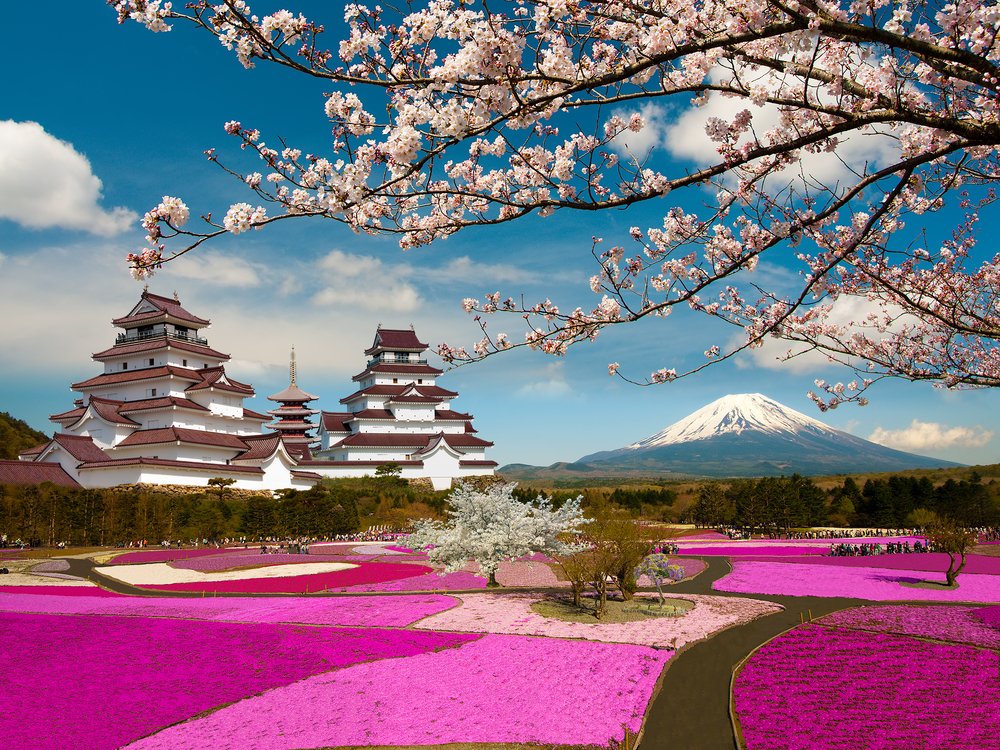 blanket of pink flowers from Cherry Trees in Japan with Mt Fuju