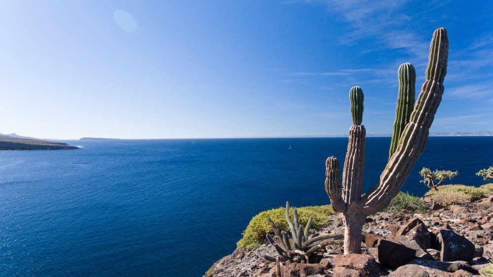 sole cactus on the headlands overlooking the beach