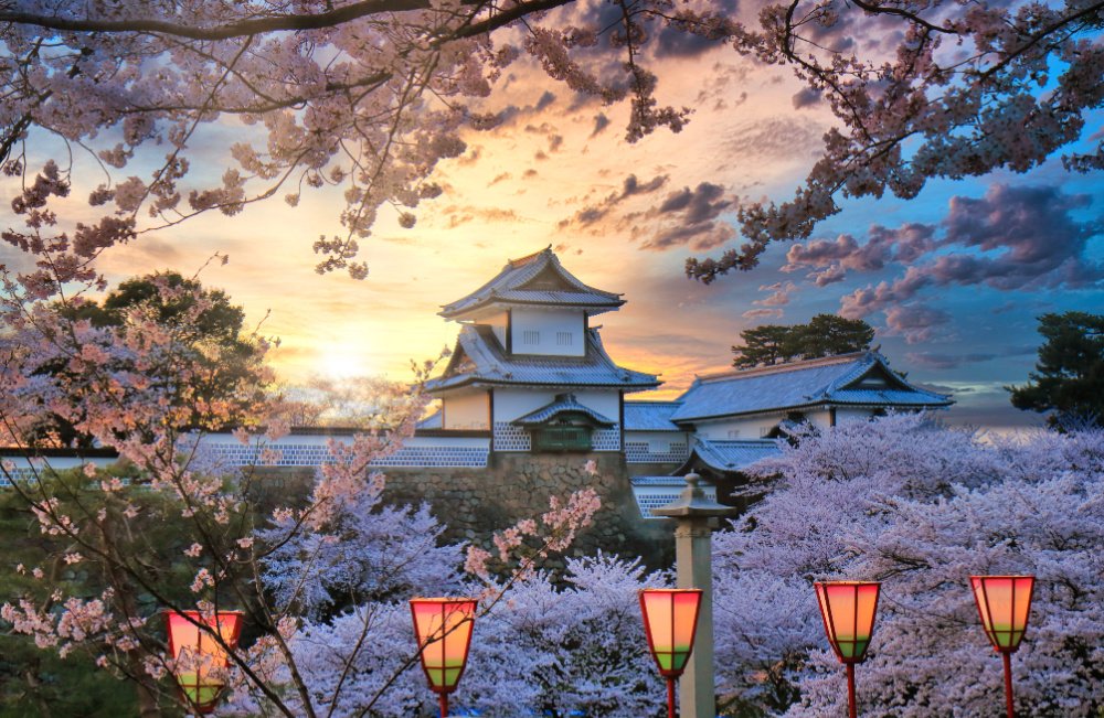 cherry blossoms and a temple in Japan