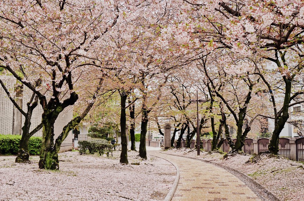 pale pink cherry blossoms an the ground like snow