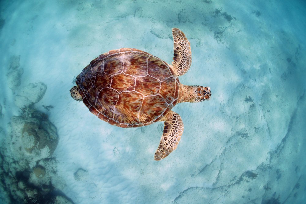 turtle swimming in clear water